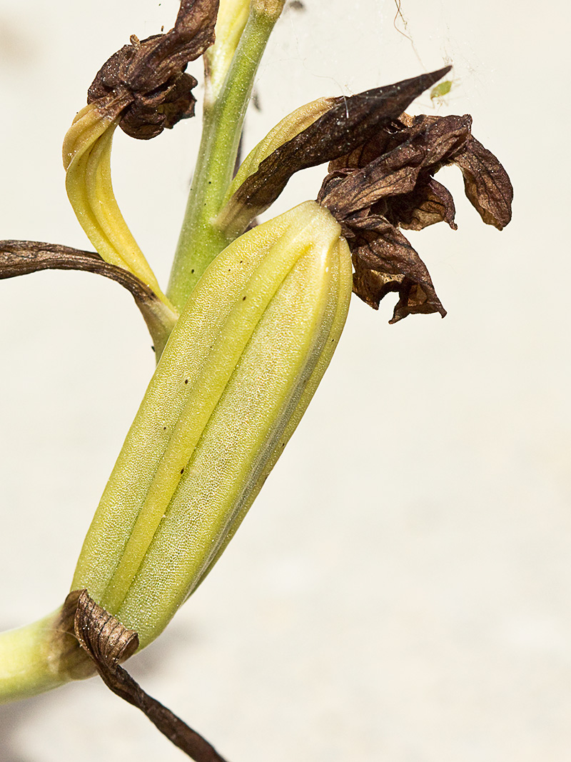 Fruto de la Abejera amarilla (Ophrys lutea)
