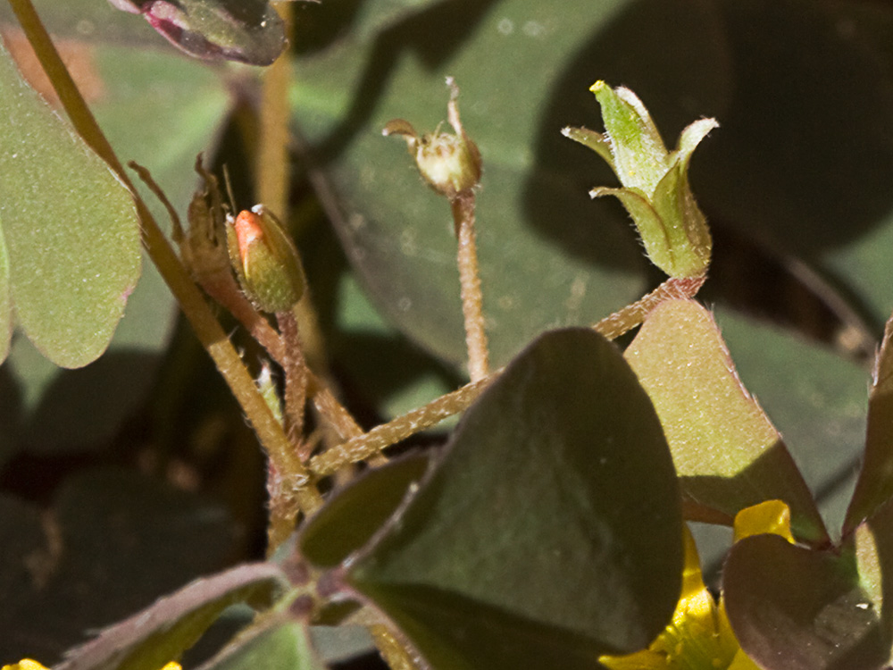 Acedera de campo (Oxalis corniculata)