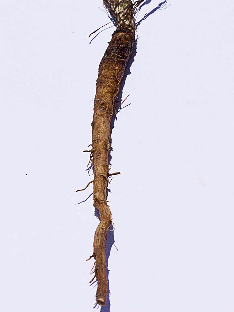 Raíz de la Barbacabra (Tragopogon porrifolius)