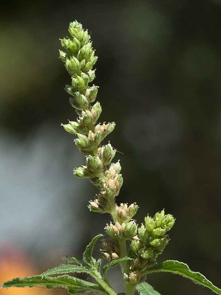Bledo rastrero (Amaranthus deflexus)