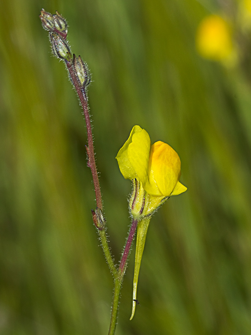 Boleo montesino (Linaria spartea)