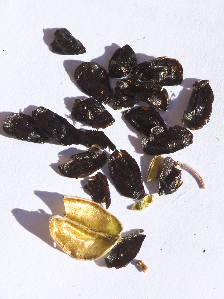 Semillas de la Cebolla albarrana (Drimia maritima)