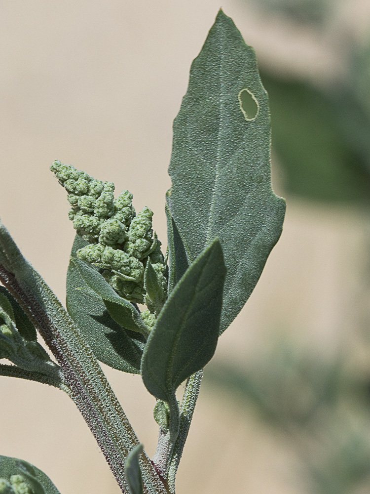 Frutos, tallo y hojas del Cenizo(Chenopodium album)