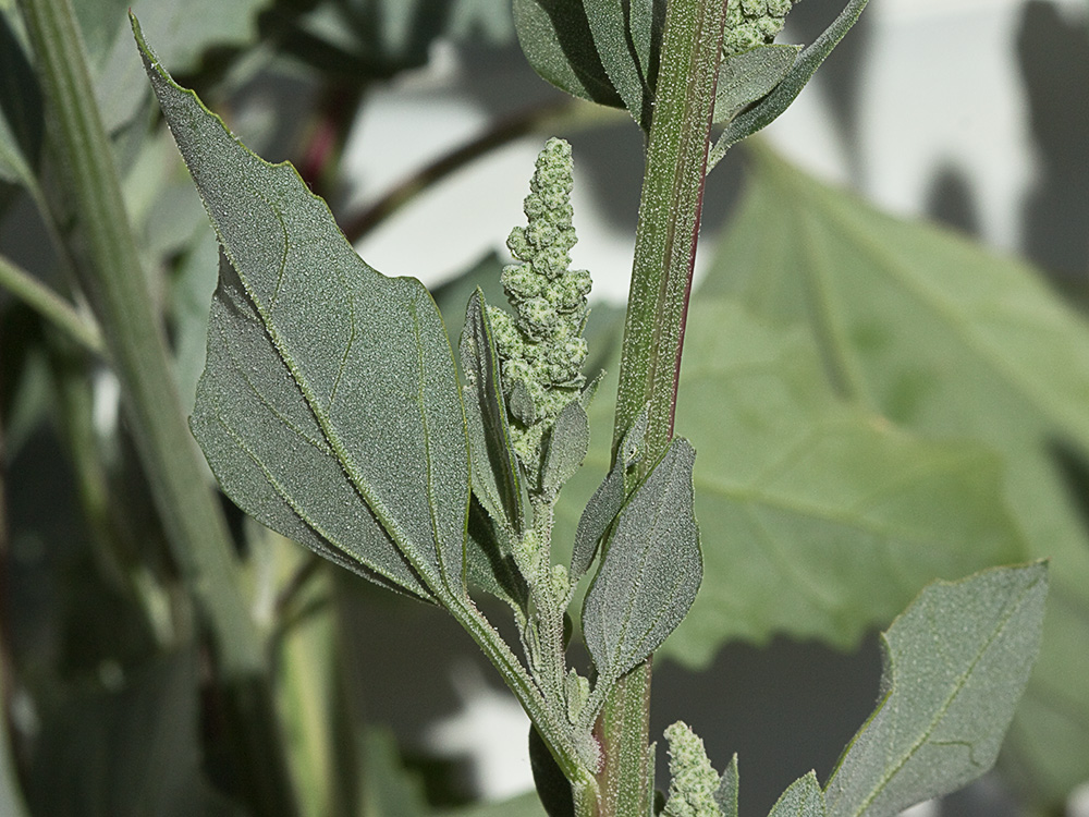 Frutos, tallo y hojas del Cenizo(Chenopodium album)