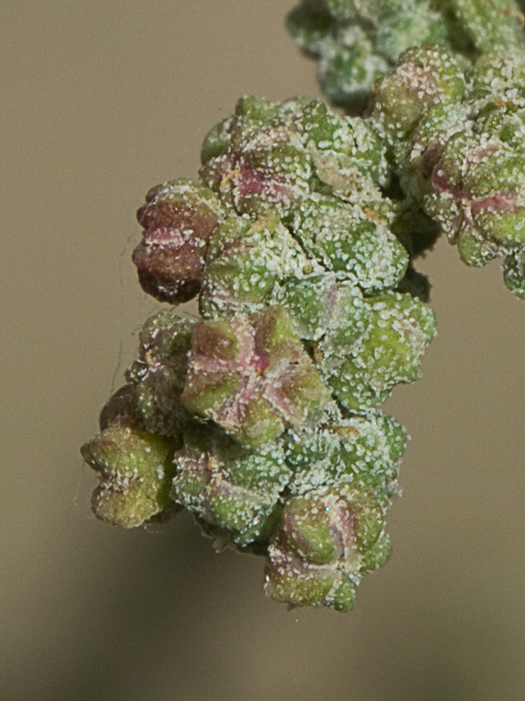 Cenizo (Chenopodium opulifolium)