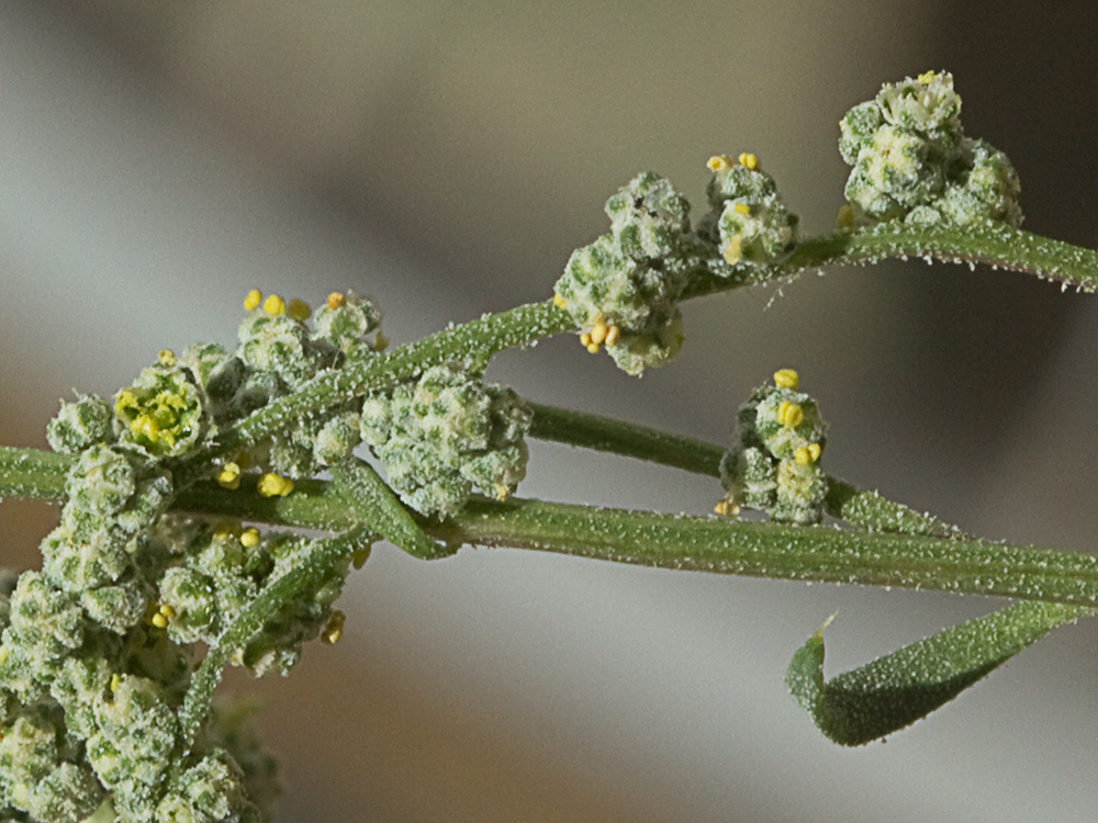 Cenizo harinoso (Chenopodium opulifolium)