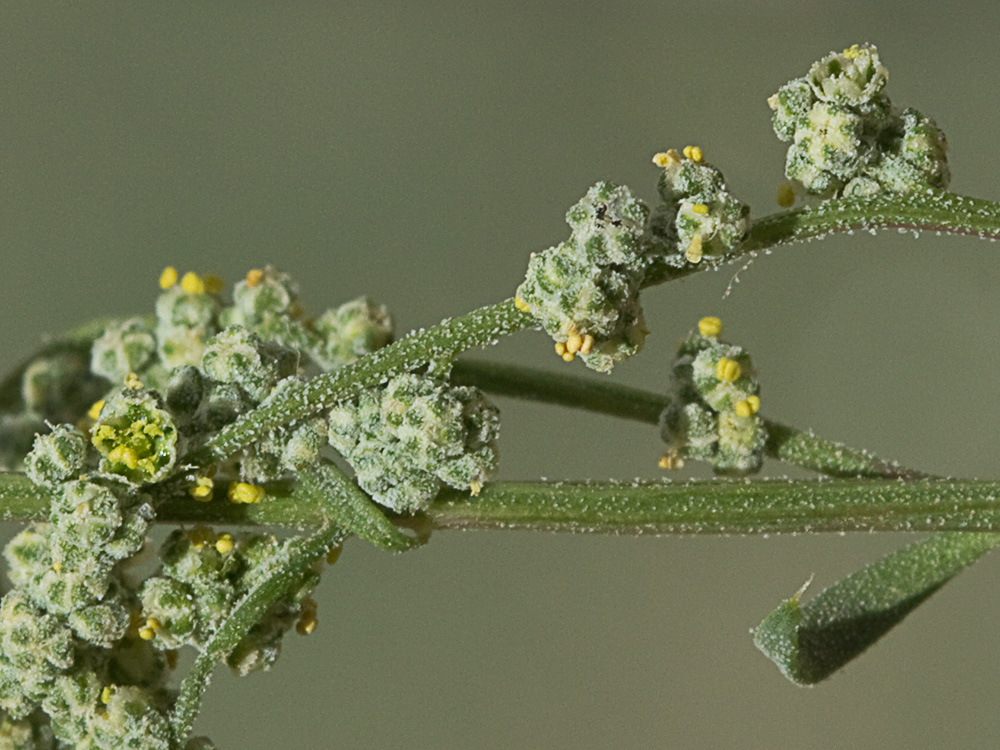 Cenizo harinoso (Chenopodium opulifolium)