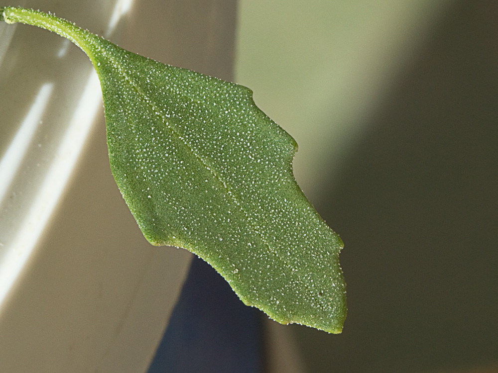 Haz de una hoja Cenizo harinoso (Chenopodium opulifolium)