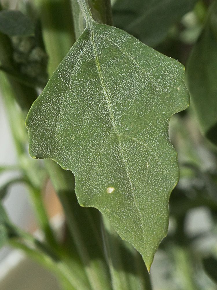 Hoja del Cenizo harinoso (Chenopodium opulifolium)