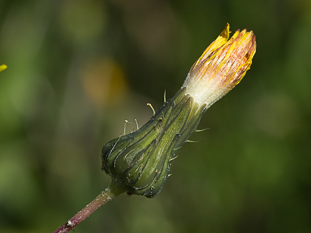 Cerraja (Sonchus oleraceus)
