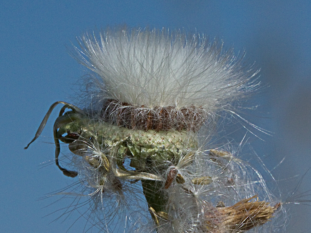 Cerraja tierna (Sonchus tenerrimus)