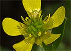 Abrojo a cinco (Ranunculus muricatus)