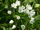 Ajo blanco (Allium neapolitanum)