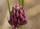 Allium sphaerocephalon, Ajo de monte