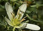 Alharma, catarrocines (Peganum harmala)