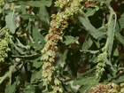 Bledo rastrero (Amaranthus deflexus)