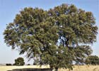 Quercus ilex, encina