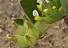 Tripodion tetraphyllum, Hierba capitana