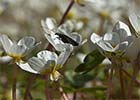 Ranunculus aquatilis, Hierba lagunera
