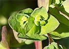 Euphorbia peplus. Lecherina