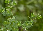 Euphorbia helioscopia. Lechetrezna girasol