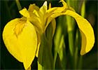 Iris pseudacorus. Lirio amarillo