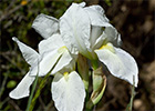 Lirio blanco (Iris albicans Lange)