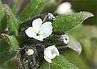 Buglossoides arvensis. Litospermo 