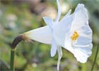 Narcissus cantabricus. Narciso blanco