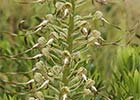 Himantoglossum hircinum. Orquídea lagarto