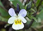 Viola arvensis, Pensamiento silvestre