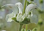 Salvia argentea, Salvia blanca