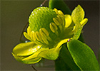 Ranunculus sceleratus, Sardonia