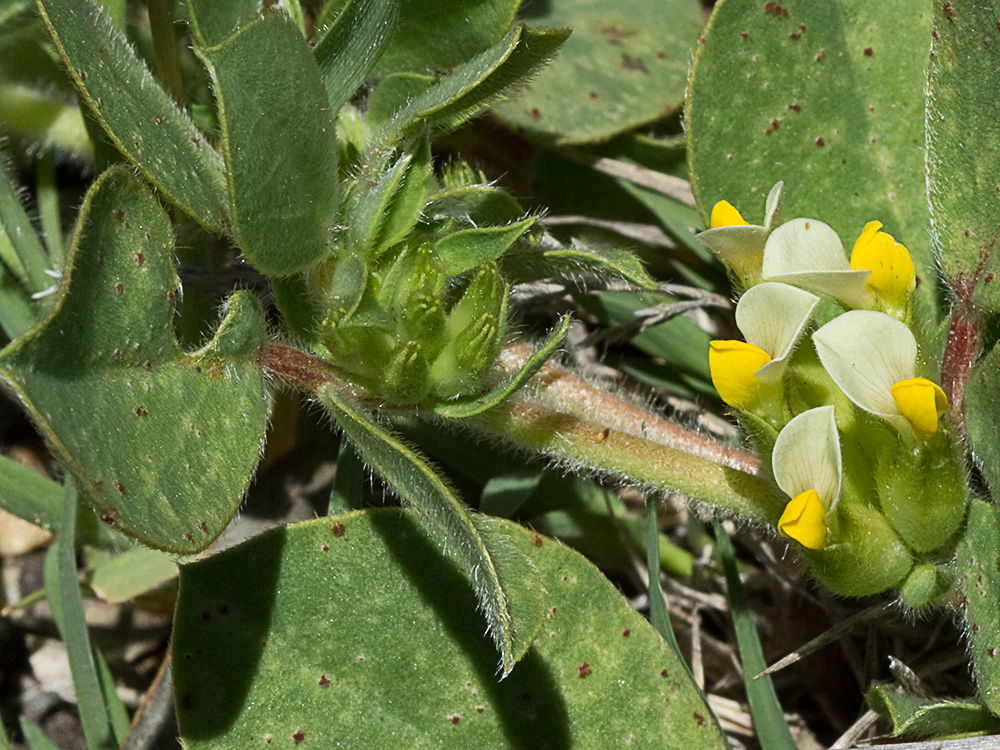 Tripodion tetraphyllum, hierba capitana