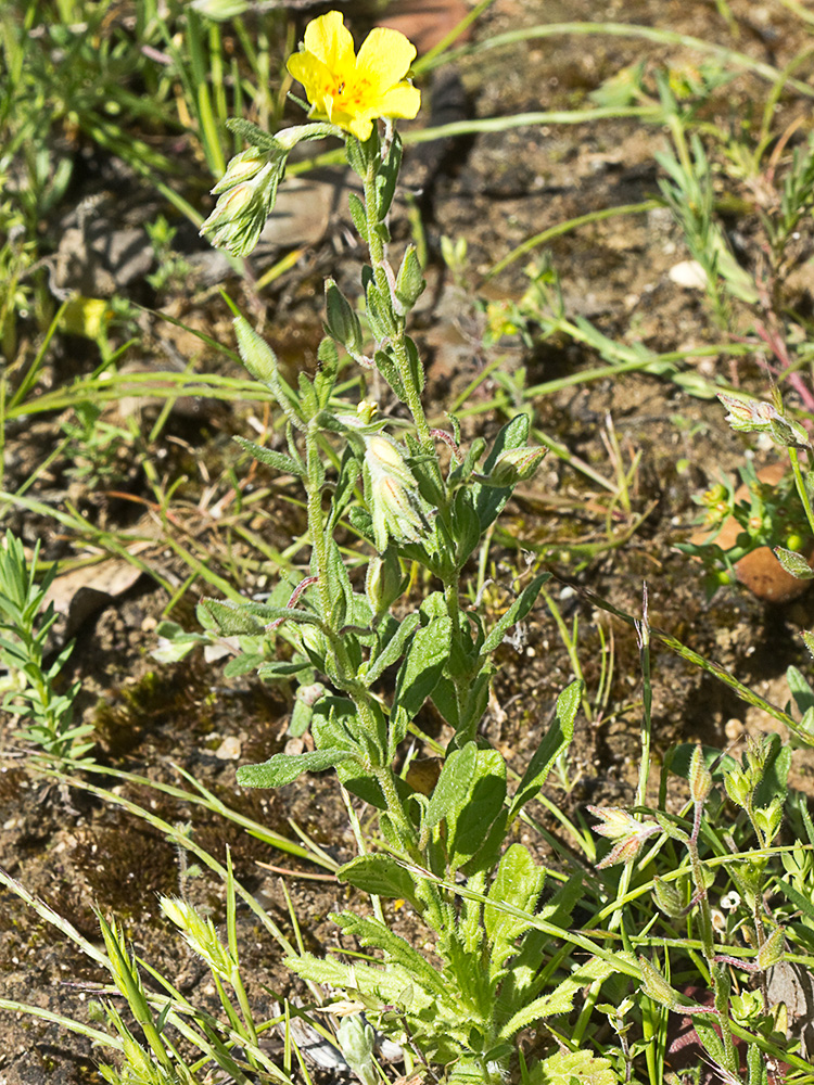 Mata de la hierba del cuadrillo (Helianthemum salicifolium)