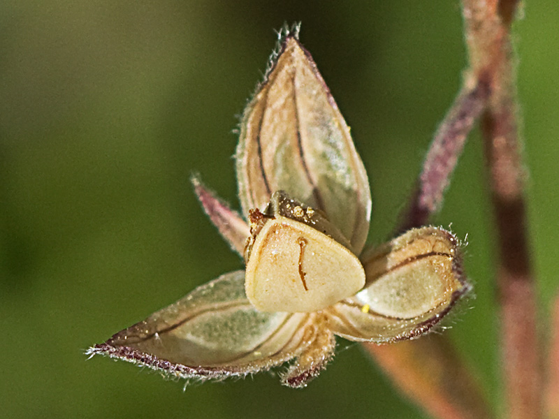 Fruto en cápsula de la hierba del cuadrillo (Helianthemum salicifolium)