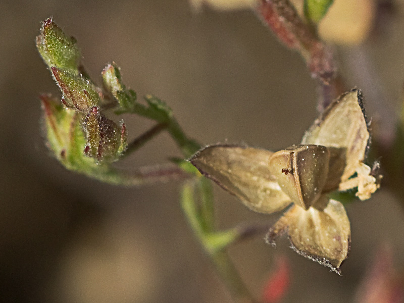 Fruto en cápsula  de la hierba del cuadrillo (Helianthemum salicifolium)
