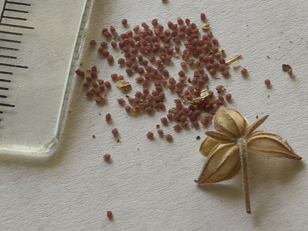 Semillas de la hierba del cuadrillo (Helianthemum salicifolium)
