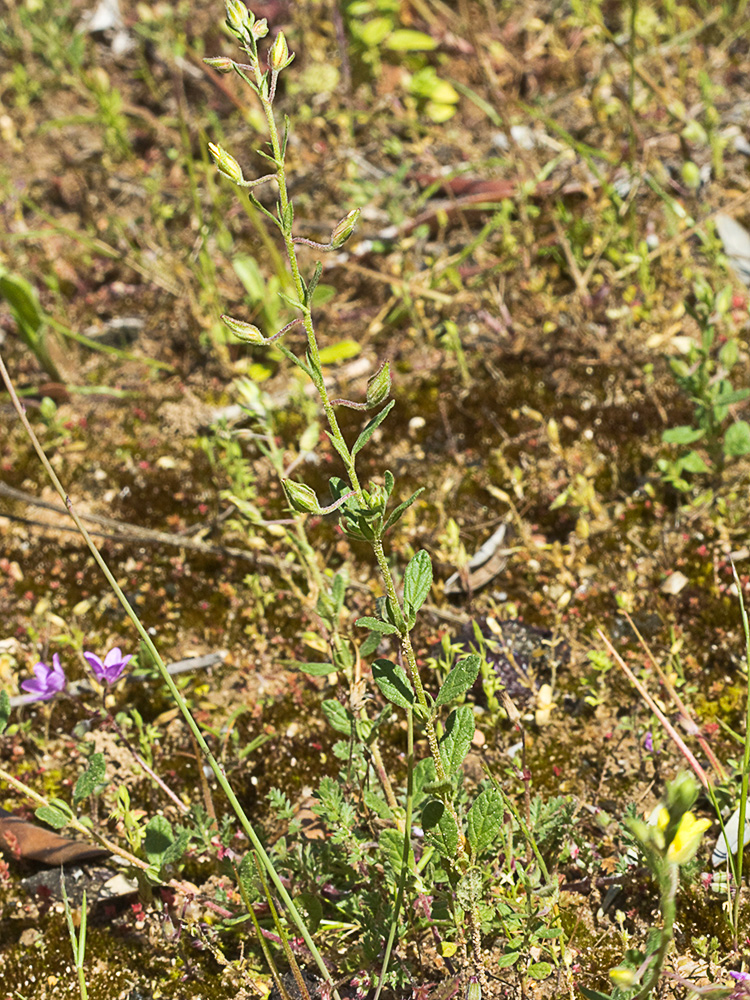 Mata de la hierba del cuadrillo (Helianthemum salicifolium)