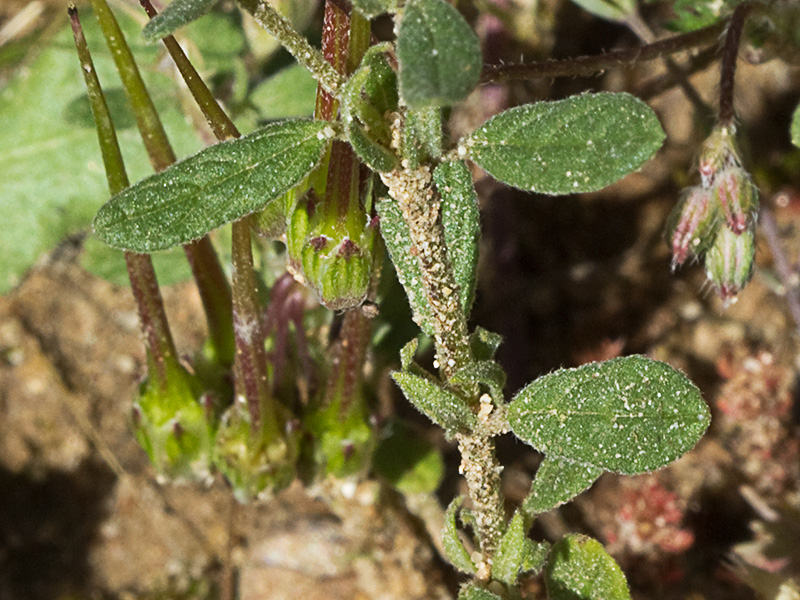 Tallo y hojas  de la hierba del cuadrillo (Helianthemum salicifolium)
