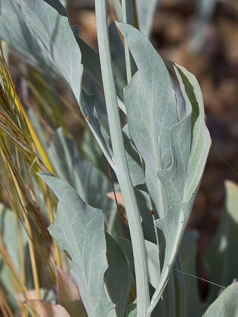 Tallo y hojas del ajonje (Andryala ragusina)