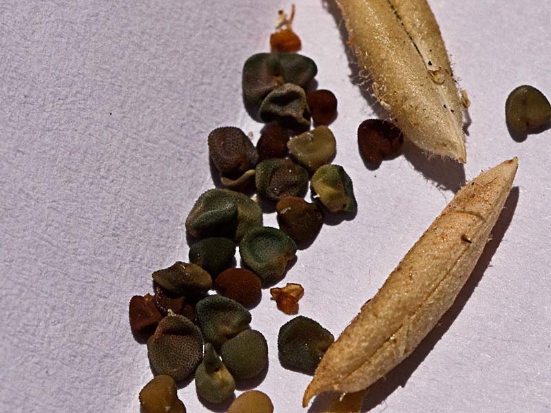 Semillas y cápsulas de la hierba garbancera (Ononis pubescens)