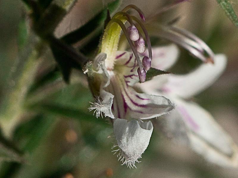 Pinillo bastardo (Teucrium pseudochamaepitys)