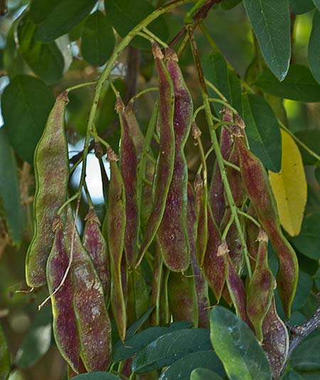 Frutos de la  Acacia falsa (Robinia pseudoacacia)