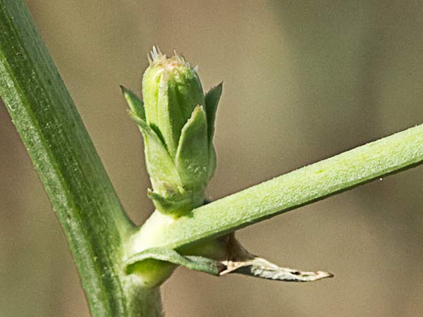 Flor de la achicoria (Cichorium intybus) 