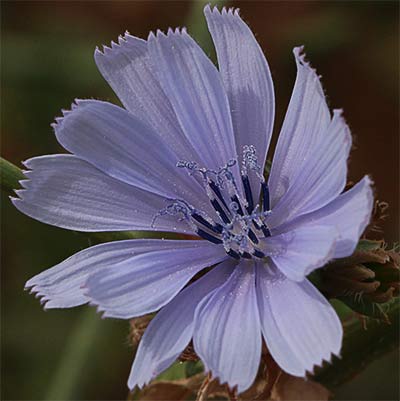 Flor de achicoria (Cichorium intybus)