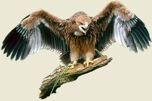 Águila imperial