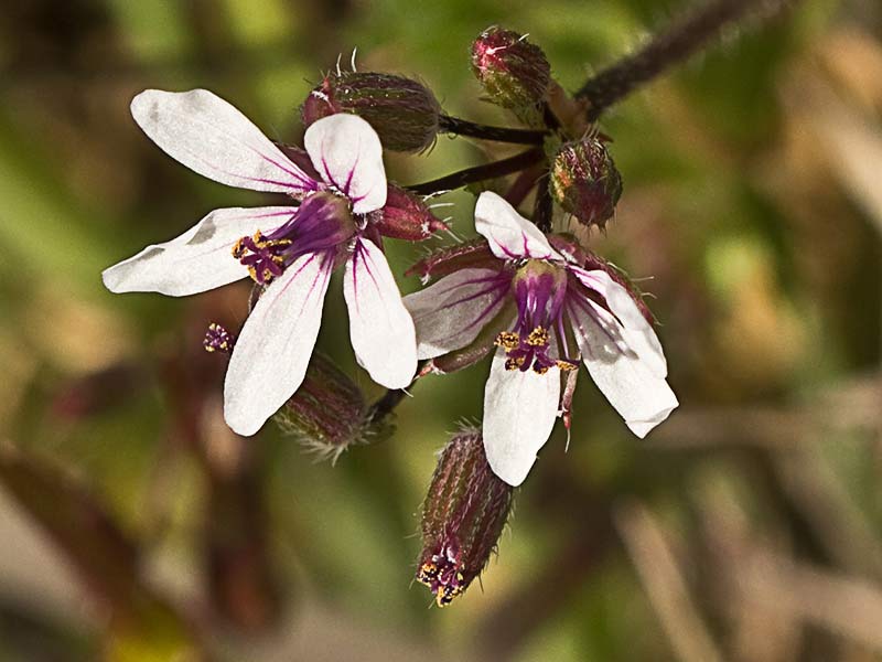 Flor de los alfileritos (Erodium cicutarium)