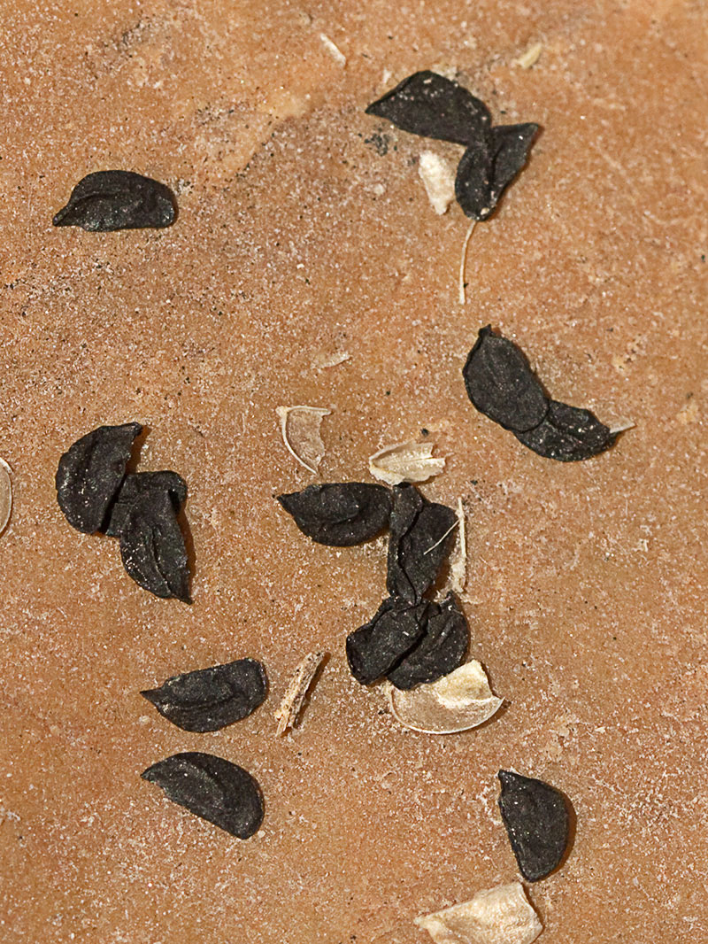 Semillas del Ajillo silvestre en maduración (Allium paniculatum)