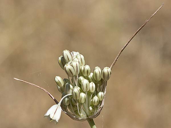 Ajillo silvestre (Allium paniculatum)
